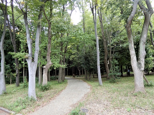 大阪城公園の森 (2).JPG