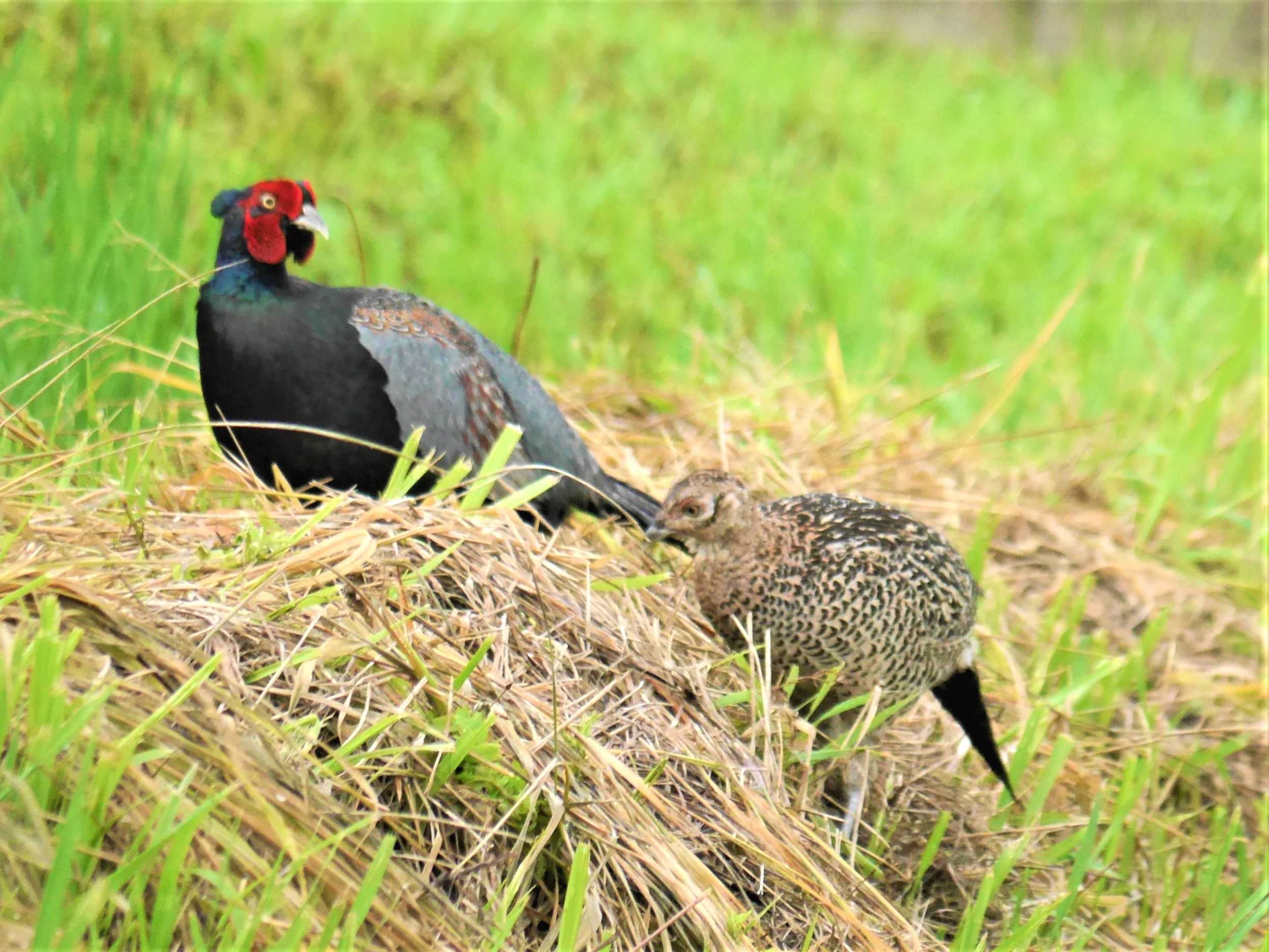 雉のカップル 春の小川の花鳥日記 楽天ブログ