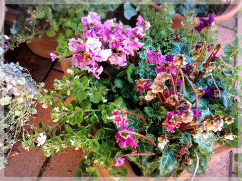 寄せ植え・シクラメン