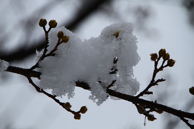 IMG_7471.jpg
