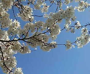 sakura2012-3