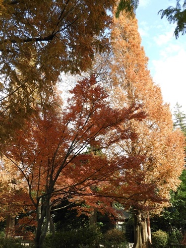 井の頭恩賜公園