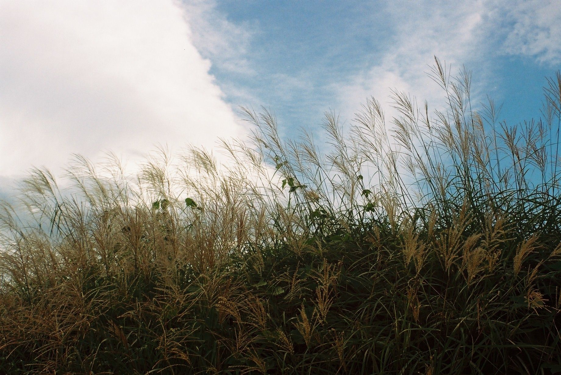 イスコ・ゲッチンゲン(Isco Göttingen)のトリプレット標準レンズ