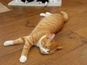 ぬこ１
