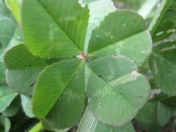 IMG_8837.JPG