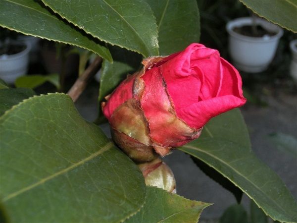 ツバキ「フランク・ハウザー」虫の被害 | 椿に夢中 - 楽天ブログ