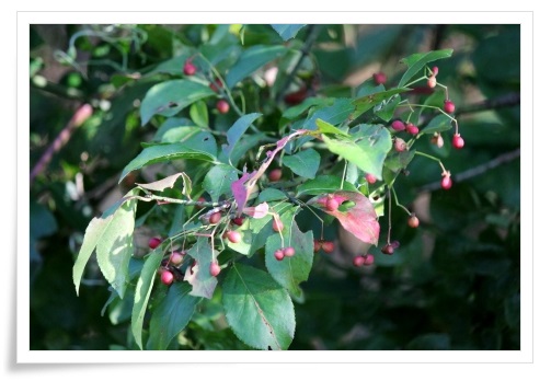 健民海浜公園-4 木の実-1 13.10.13