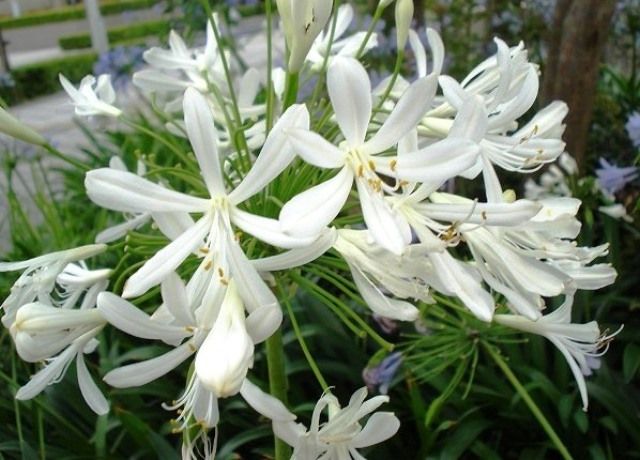 白花アガパンサスの花 花と蕎麦とリハビリと 楽天ブログ