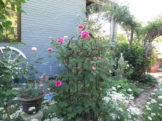 プリ・PJ・ルドゥーテ・ルッセリアーナ・自宅の薔薇も咲き始めた | ローズ・大好きな薔薇でガーデニング - 楽天ブログ