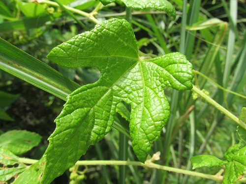 キクバエビヅル（菊葉蝦蔓）の葉