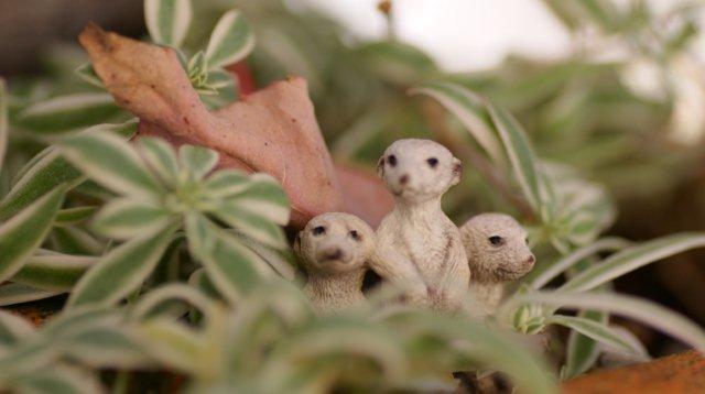 ミーアキャット