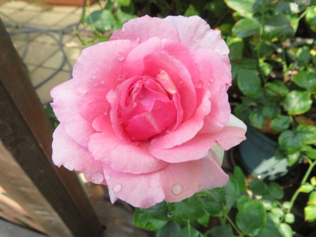 イヴ品種のバラの様々な芍薬咲きへの変化と久々のチョコ登場 ばぁばの薔薇の花園 楽天ブログ