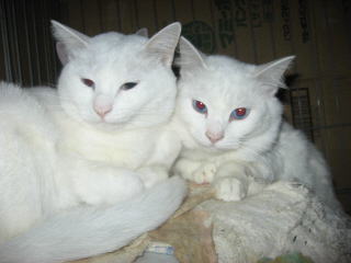 3z9653.jpg