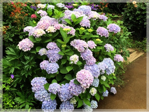 横浜イングリッシュガーデンの紫陽花