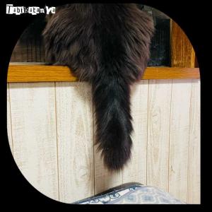 リイシューねこちゃんと黒いねこ | 旅鞄屋 - 楽天ブログ