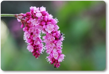 オオケタデ-3 13.9.18