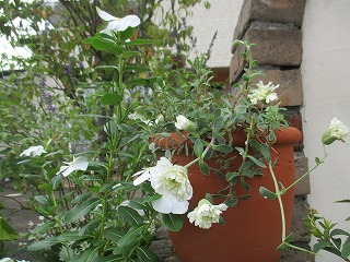 IMG_9851ss.jpg