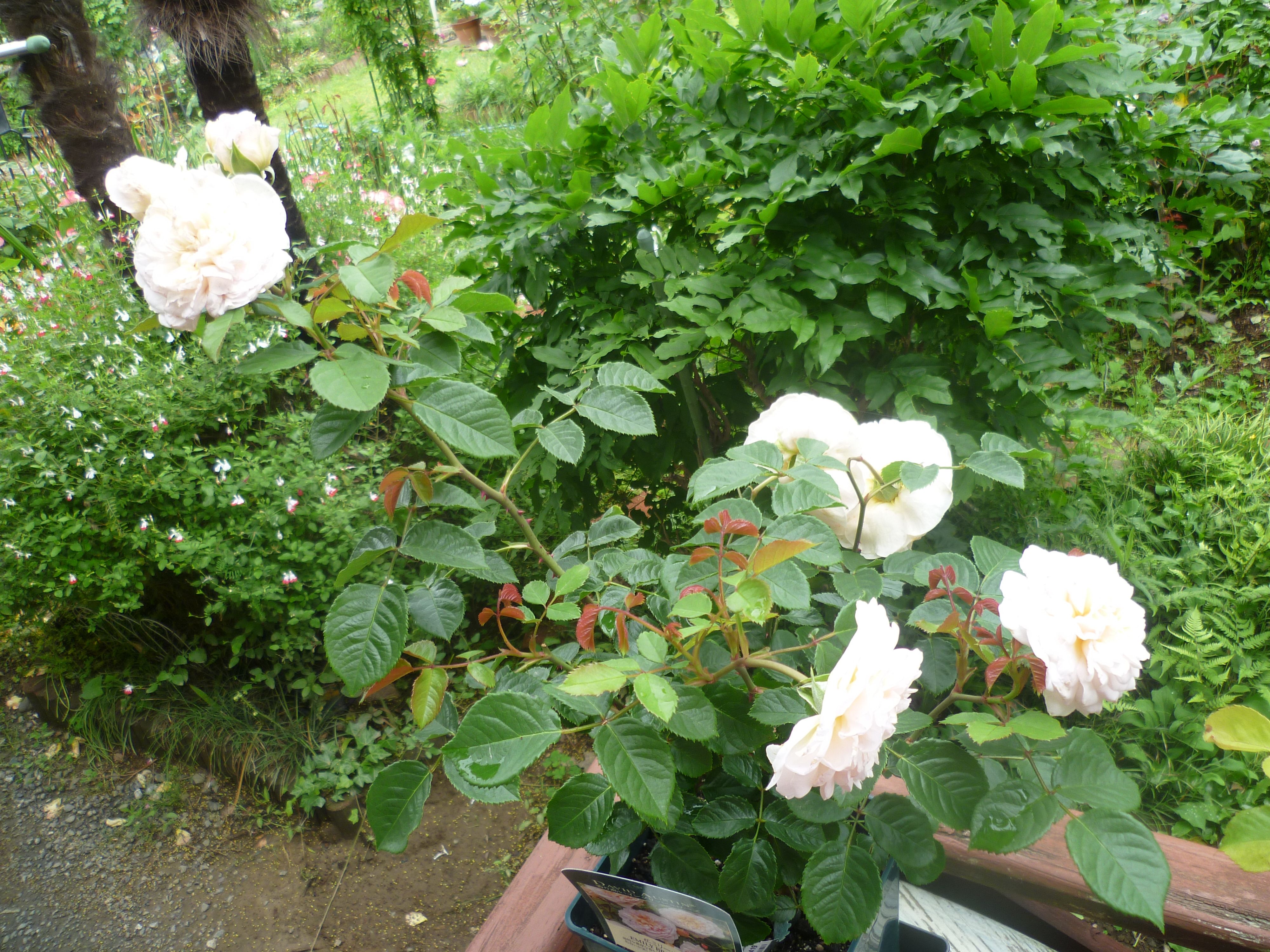 花柄つみ大忙し ウッドデッキのバラたち ゆうの日記 ラ ヴィ アン ローズ 楽天ブログ