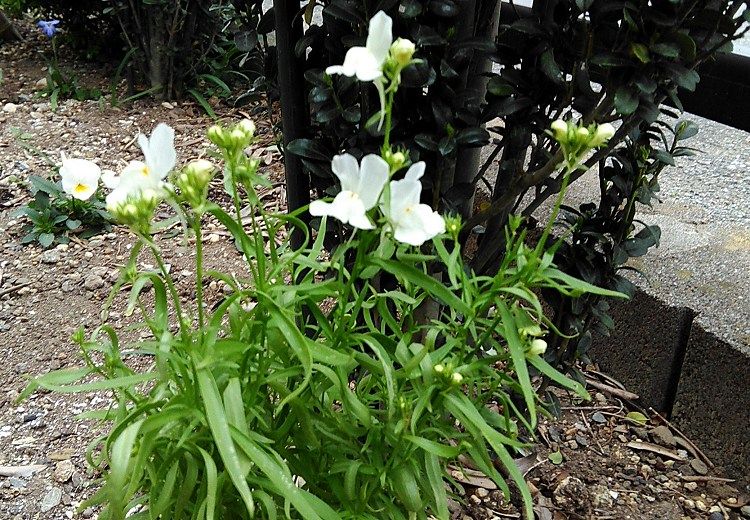 こぼれ種と種蒔きから咲いた花 Miraiの庭 つれづれに 楽天ブログ