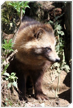 森林公園-17 タヌキ 13.3.24