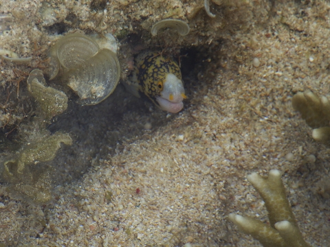 沖縄磯採集2017年5月下旬16　クモウツボ（Echidna nebulosa）