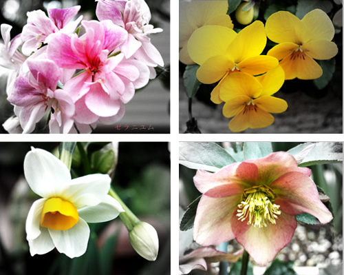 花4枚