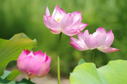 昭和記念公園のハスの花