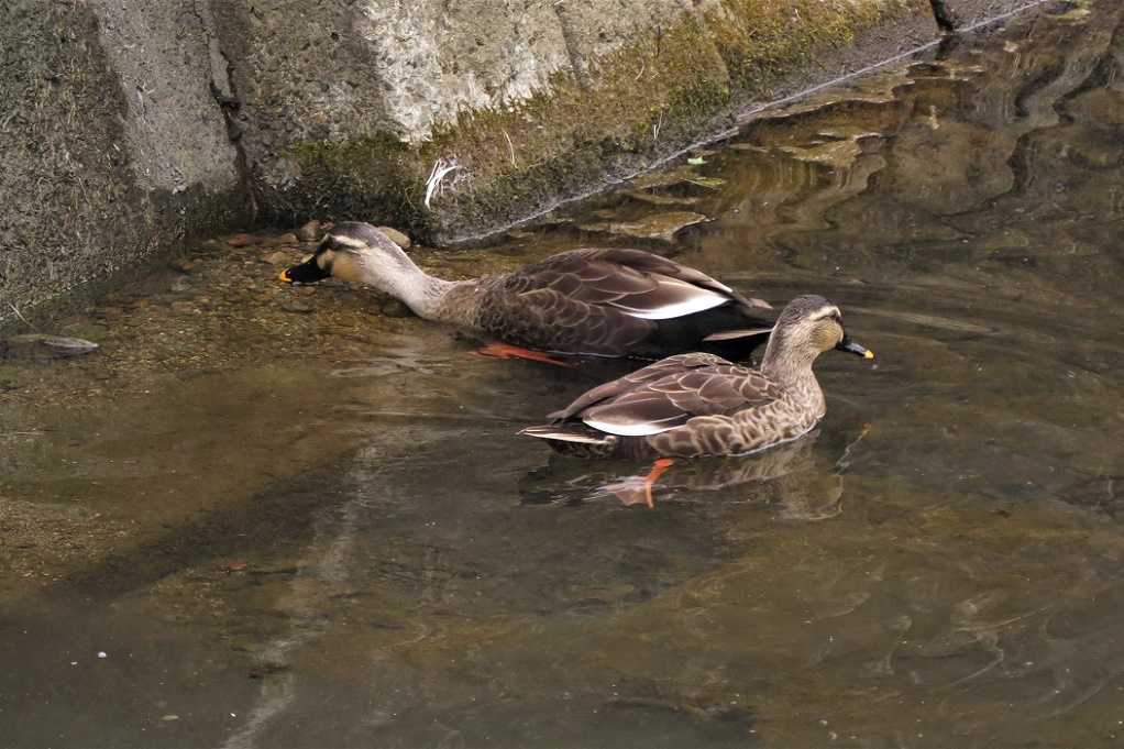 515