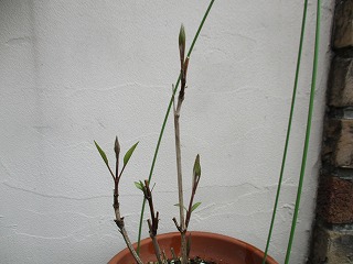 IMG_9742ss.jpg