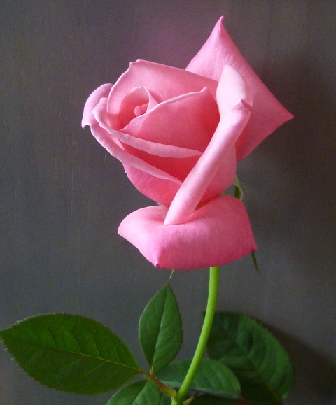P1240823画像2.jpg