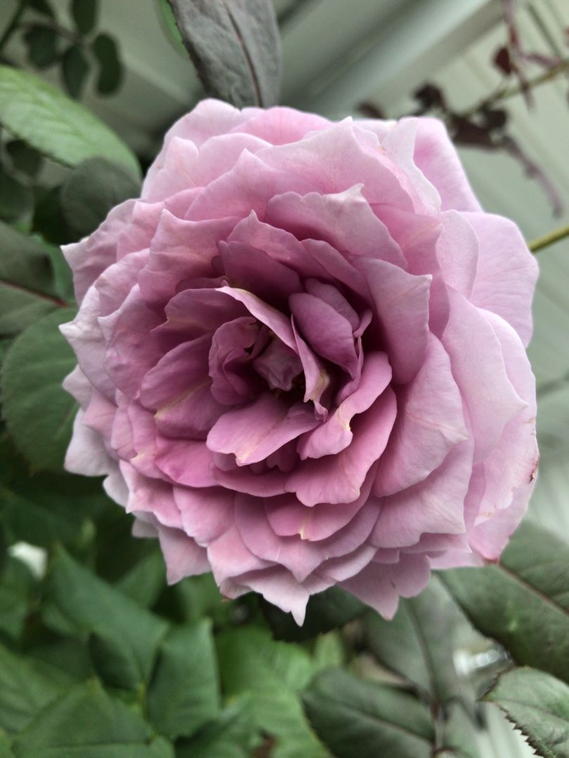 春 夏にかけて咲いた薔薇 ノヴァーリス のんびり好きなこと書くよ 楽天ブログ