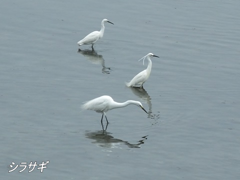 東京港野鳥公園にて