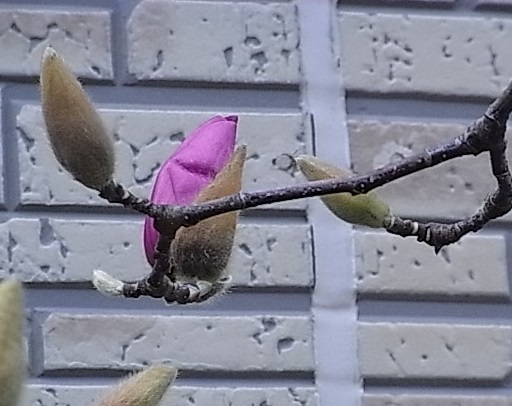 なんの花