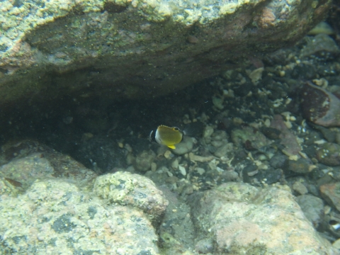 串本磯採集2017年7月下旬後半7　チョウチョウウオ（Chaetodon auripes）