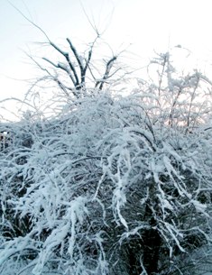 008 のコピー.jpg