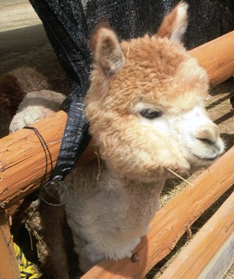 175 のコピー.jpg