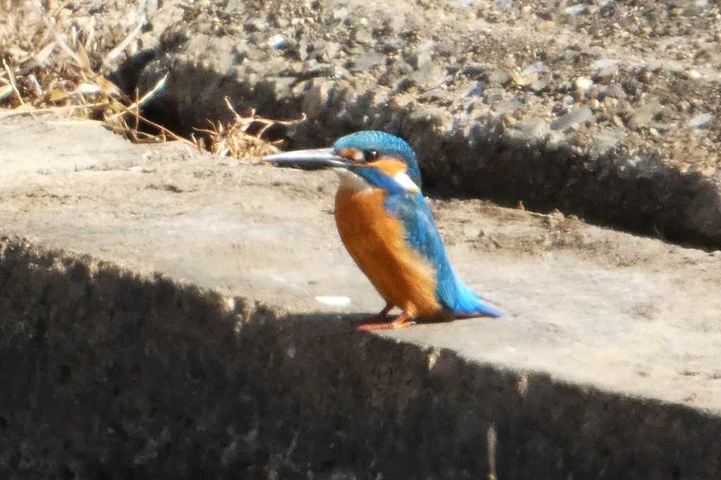 515