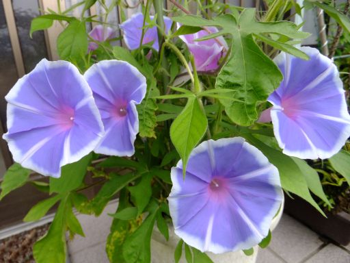 ヨウジロアサガオ００２