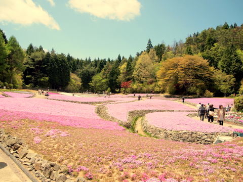 シバザクラ