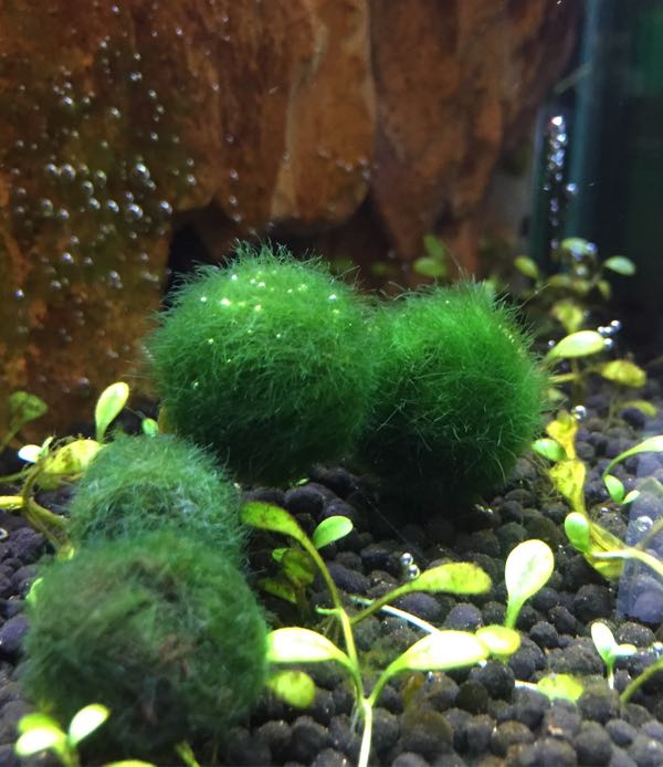 まりも Mサイズ 1個 直径約1 5cm マリモ 毬藻 植物 藻 水草 ビオトープ メダカ水槽に 希望者のみラッピング無料
