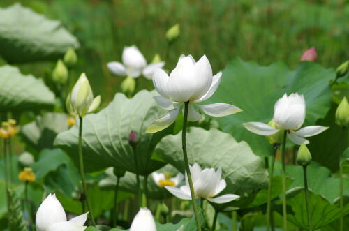 昭和記念公園のハスの花