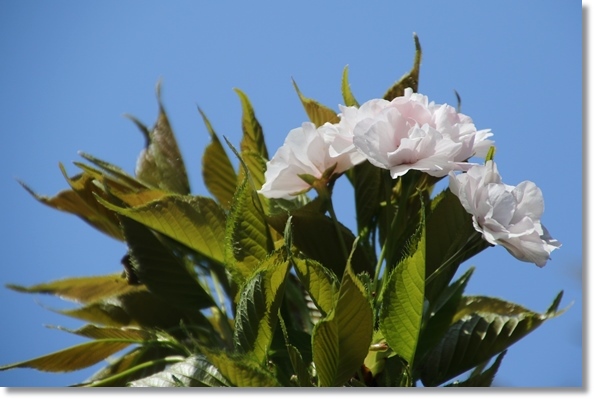 樹木公園-39 天の川 16.4.20