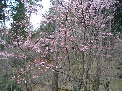 石山寺のカンザクラ