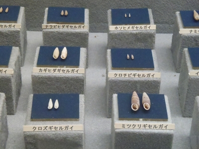 和歌山県立自然博物館2013年9月中旬21　キセルガイの仲間