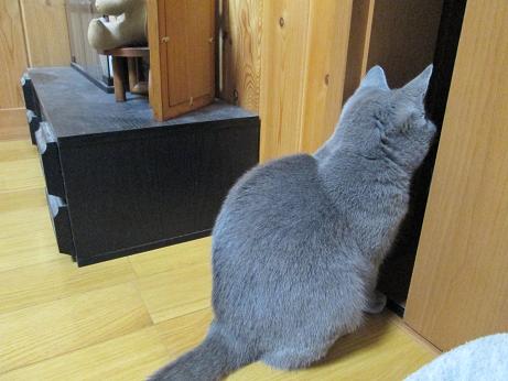 ごはんをまつねり３.JPG