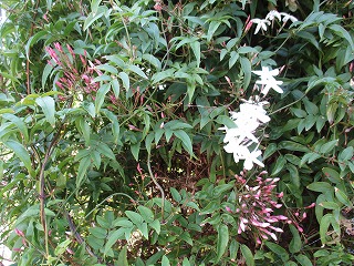 IMG_0471ss.jpg