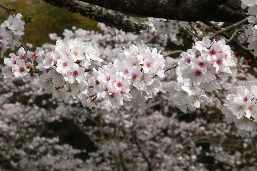 515