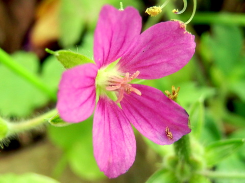 柱頭に花粉アリ。ゲンノショウコ