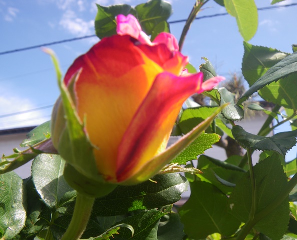 薔薇