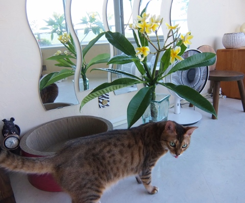 プルメリア 剪定 ベランダ 植え替え